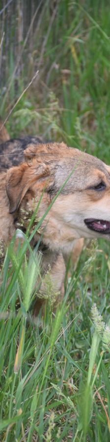 bine – Mischling, Weibchen, 1 Jahr 2 Monate, Ungarn – Foto 11