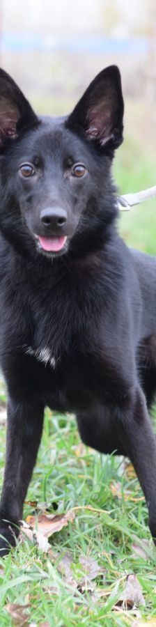 chica – Mischling, Weibchen, 1 Jahr 2 Monate, Ungarn – Foto 1