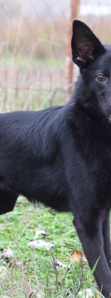 chica – Mischling, Weibchen, 1 Jahr 2 Monate, Ungarn – Foto 2