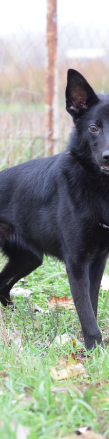 chica – Mischling, Weibchen, 1 Jahr 2 Monate, Ungarn – Foto 3