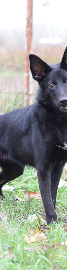 chica – Mischling, Weibchen, 1 Jahr 2 Monate, Ungarn – Foto 4