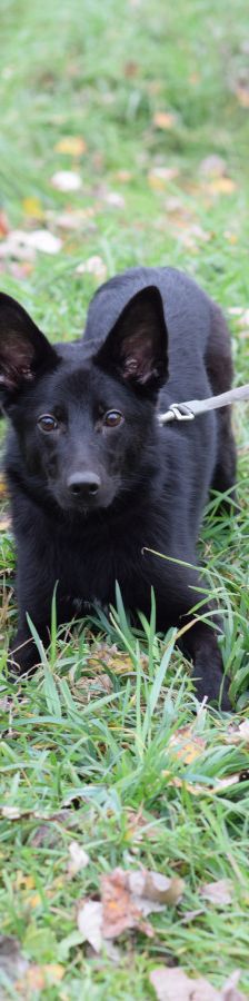 chica – Mischling, Weibchen, 1 Jahr 2 Monate, Ungarn – Foto 5