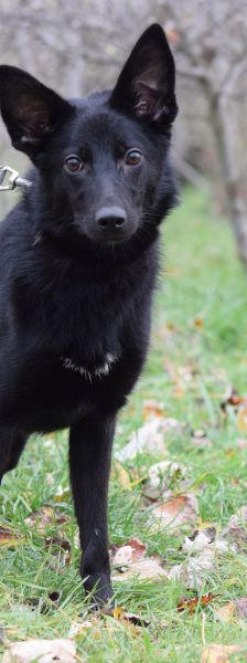 chica – Mischling, Weibchen, 1 Jahr 2 Monate, Ungarn – Foto 6
