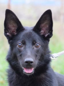 chica – Mischling, Weibchen, 1 Jahr 2 Monate, Ungarn – Foto 7