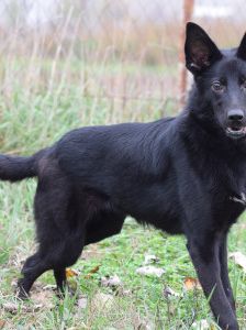 chica – Mischling, Weibchen, 1 Jahr 2 Monate, Ungarn – Foto 8
