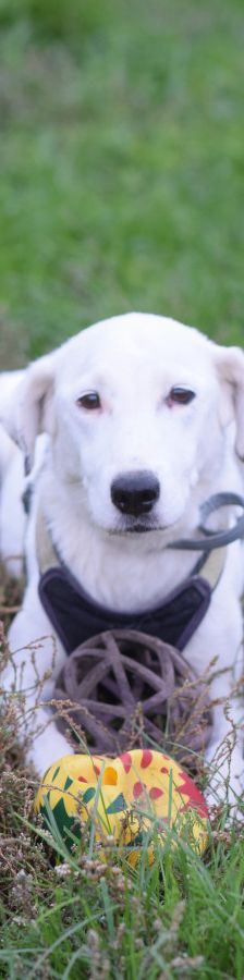 cindy – Mischling, Weibchen, 6 Jahre, Ungarn – Foto 2