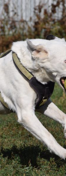 cindy – Mischling, Weibchen, 6 Jahre, Ungarn – Foto 4