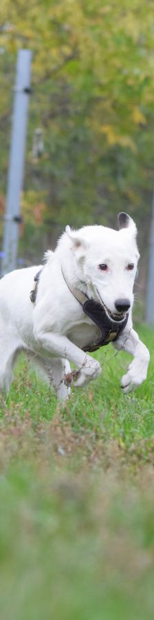cindy – Mischling, Weibchen, 6 Jahre, Ungarn – Foto 5