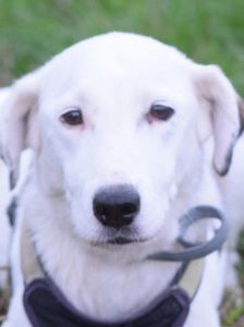 cindy – Mischling, Weibchen, 6 Jahre, Ungarn – Foto 8