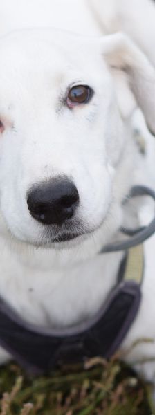 cindy – Mischling, Weibchen, 6 Jahre, Ungarn – Foto 9
