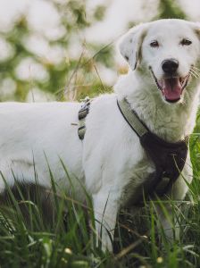 cindy – Mischling, Weibchen, 6 Jahre, Ungarn – Foto 10