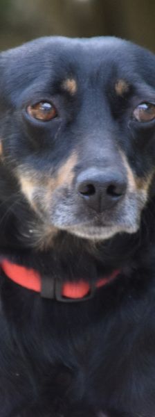amelie – Mischling, Weibchen, 4 Jahre, Ungarn – Foto 1