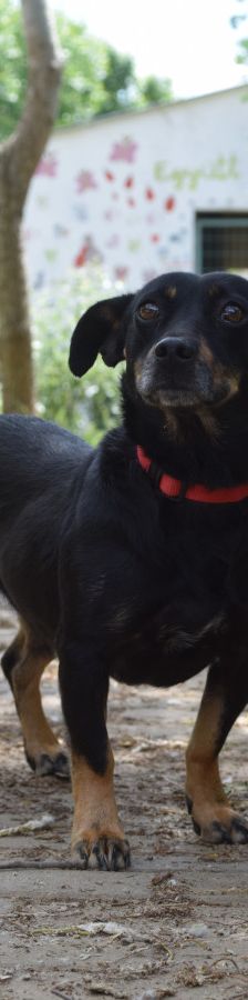 amelie – Mischling, Weibchen, 4 Jahre, Ungarn – Foto 2