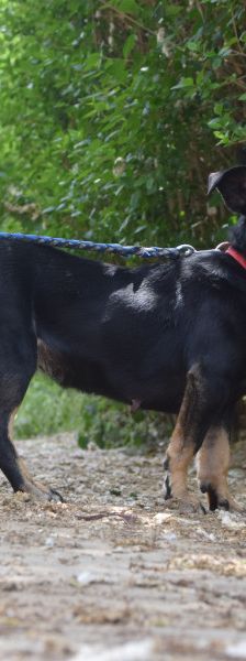 amelie – Mischling, Weibchen, 4 Jahre, Ungarn – Foto 3