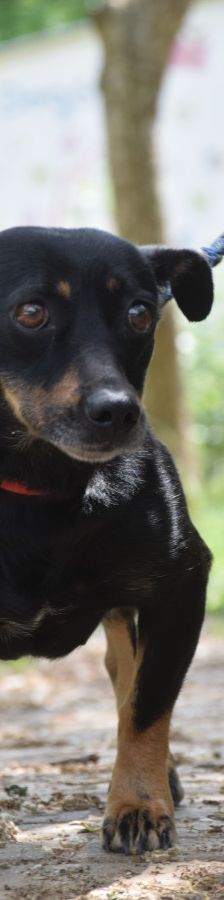 amelie – Mischling, Weibchen, 4 Jahre, Ungarn – Foto 4