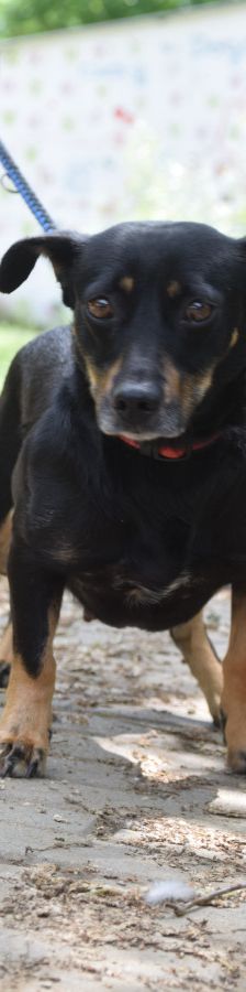 amelie – Mischling, Weibchen, 4 Jahre, Ungarn – Foto 5