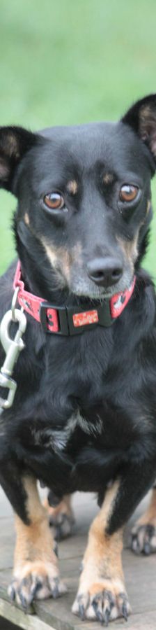 amelie – Mischling, Weibchen, 4 Jahre, Ungarn – Foto 6