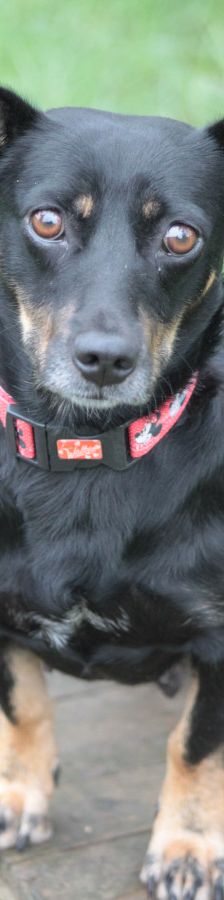 amelie – Mischling, Weibchen, 4 Jahre, Ungarn – Foto 7