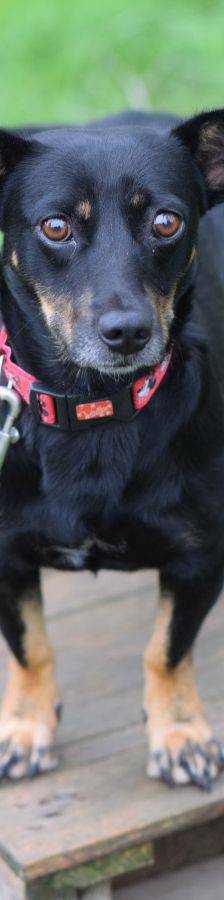 amelie – Mischling, Weibchen, 4 Jahre, Ungarn – Foto 8