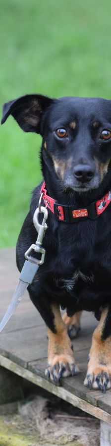amelie – Mischling, Weibchen, 4 Jahre, Ungarn – Foto 9