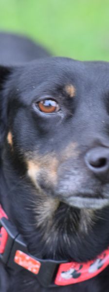 amelie – Mischling, Weibchen, 4 Jahre, Ungarn – Foto 10