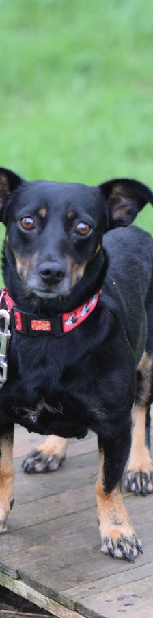 amelie – Mischling, Weibchen, 4 Jahre, Ungarn – Foto 12