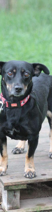 amelie – Mischling, Weibchen, 4 Jahre, Ungarn – Foto 13