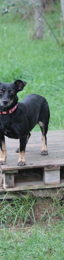 amelie – Mischling, Weibchen, 4 Jahre, Ungarn – Foto 14