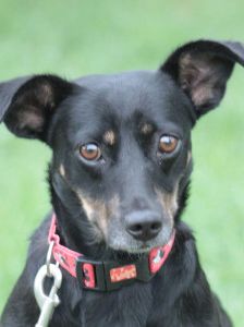 amelie – Mischling, Weibchen, 4 Jahre, Ungarn – Foto 15