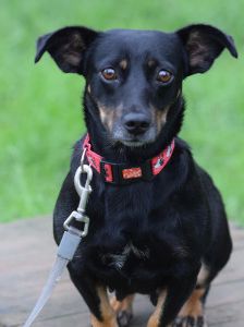 amelie – Mischling, Weibchen, 4 Jahre, Ungarn – Foto 16