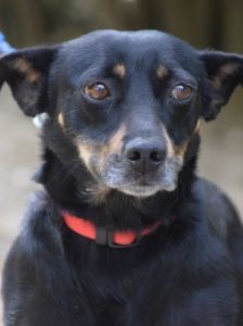 amelie – Mischling, Weibchen, 4 Jahre, Ungarn – Foto 17