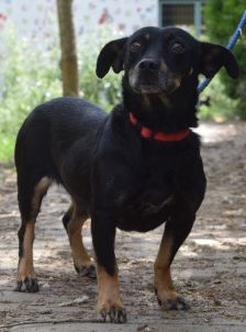amelie – Mischling, Weibchen, 4 Jahre, Ungarn – Foto 18