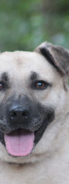 lisa – Mischling, Weibchen, 4 Jahre, Ungarn – Foto 1