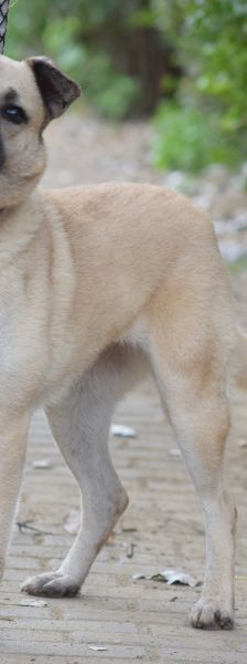 lisa – Mischling, Weibchen, 4 Jahre, Ungarn – Foto 2