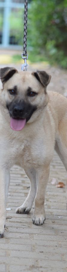 lisa – Mischling, Weibchen, 4 Jahre, Ungarn – Foto 3
