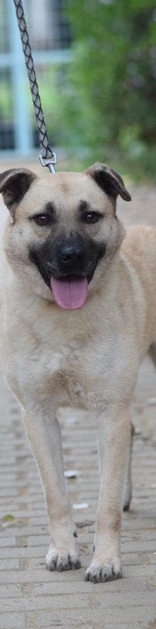 lisa – Mischling, Weibchen, 4 Jahre, Ungarn – Foto 4