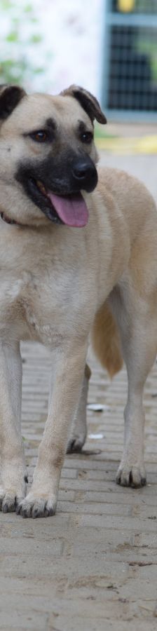 lisa – Mischling, Weibchen, 4 Jahre, Ungarn – Foto 5