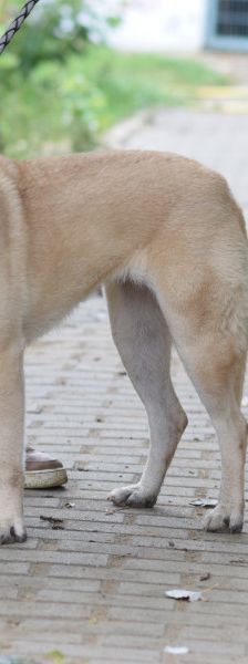 lisa – Mischling, Weibchen, 4 Jahre, Ungarn – Foto 6