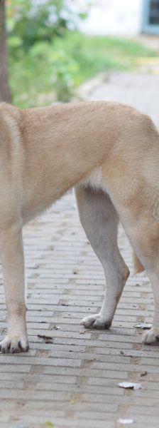 lisa – Mischling, Weibchen, 4 Jahre, Ungarn – Foto 7