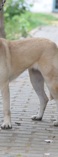 lisa – Mischling, Weibchen, 4 Jahre, Ungarn – Foto 8