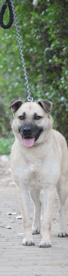 lisa – Mischling, Weibchen, 4 Jahre, Ungarn – Foto 9