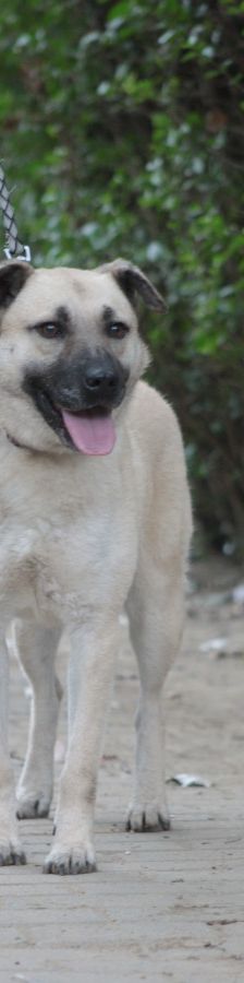 lisa – Mischling, Weibchen, 4 Jahre, Ungarn – Foto 10