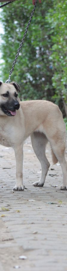 lisa – Mischling, Weibchen, 4 Jahre, Ungarn – Foto 11