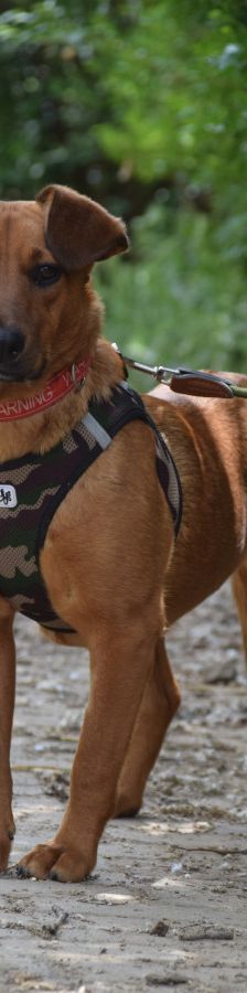 latte – Mischling, Weibchen, Alter unbekannt, Ungarn – Foto 1