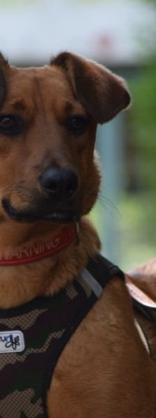 latte – Mischling, Weibchen, Alter unbekannt, Ungarn – Foto 4