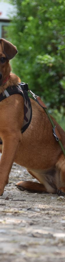 latte – Mischling, Weibchen, Alter unbekannt, Ungarn – Foto 5