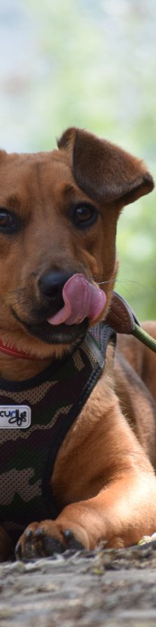 latte – Mischling, Weibchen, Alter unbekannt, Ungarn – Foto 7