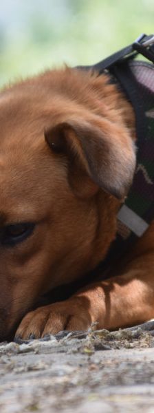 latte – Mischling, Weibchen, Alter unbekannt, Ungarn – Foto 9