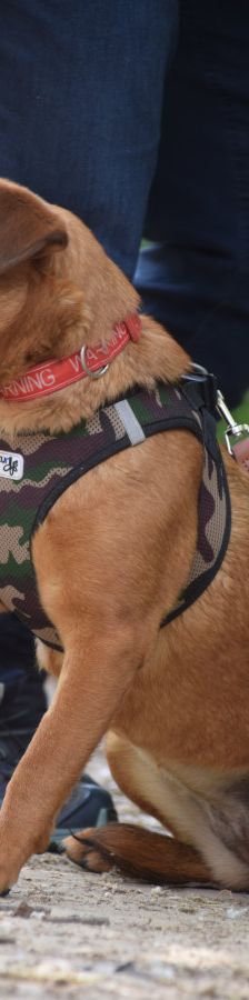 latte – Mischling, Weibchen, Alter unbekannt, Ungarn – Foto 12