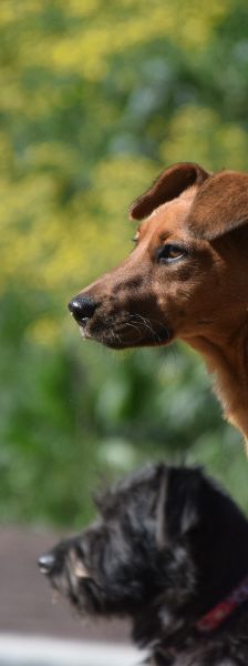 latte – Mischling, Weibchen, Alter unbekannt, Ungarn – Foto 14